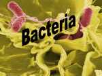 Bacteria Notes - Sardis Secondary