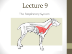 Lecture_9_Respiratory System_14