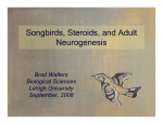 Songbirds, Steroids, and Adult Neurogenesis