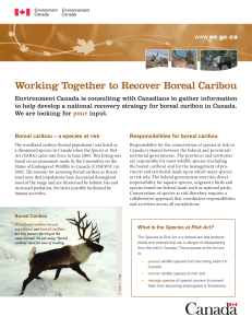 Working Together to Recover Boreal Caribou