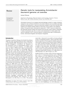 Genetic tools for manipulating Acinetobacter baumannii genome: an
