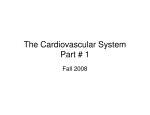 Fetal Pig Cardiovascular