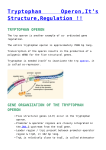 tryptophan operon - Biology Notes Help