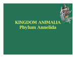 kingdom animalia - Blue Valley Schools