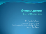 Gymnosperms General Characteristics