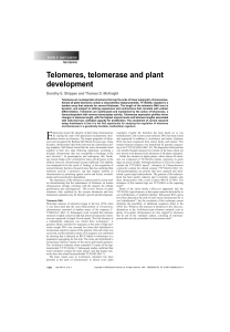 Telomeres, telomerase and plant development