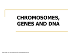 chromosomes, genes and dna