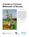 A Guide to Common Milkweeds of Nevada
