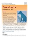 Proteinuria (Protein in the Urine)