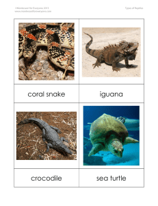 coral snake iguana sea turtle crocodile