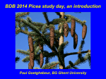 BDB 2014 Picea study day, an introduction