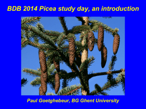 BDB 2014 Picea study day, an introduction