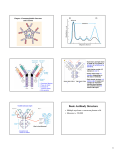 Basic Antibody Structure