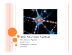 The Nervous System