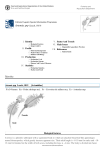 Artemia spp (Leach, 1819) - Food and Agriculture Organization of