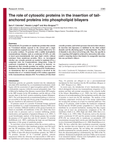 The role of cytosolic proteins in the insertion of tail