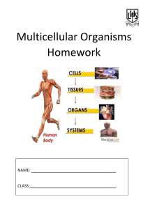 Multicellular Organisms