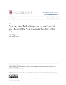 An Analysis of the Facilitatory Action of Catechol and Phenol at the