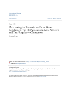 Determining the Transcription Factor Genes Populating a Fruit Fly