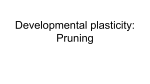 Developmental plasticity: Pruning