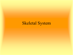 Skeletal System