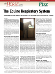 The Equine Respiratory System