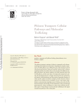 Phloem Transport: Cellular Pathways and Molecular Trafficking