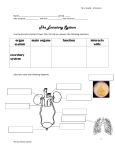 The Excretory System