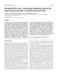 Noradrenaline and hsp70 expression in mollusc immune cells