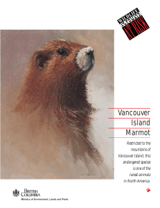 Vancouver Island Marmot - Province of British Columbia