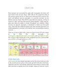 Glial Cells