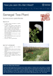Senegal Tea Plant
