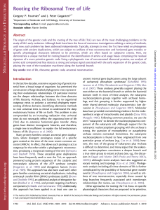 Rooting the Ribosomal Tree of Life Research article