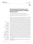 Photoferrotrophy: Remains of an Ancient Photosynthesis in Modern