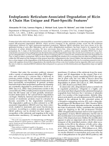 Endoplasmic Reticulum-Associated Degradation of Ricin A Chain