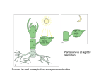 Sucrose is used for respiration, storage or construction. Plants