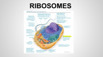 RIBOSOMES