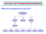 Animal Kingdom: Comparative Anatomy
