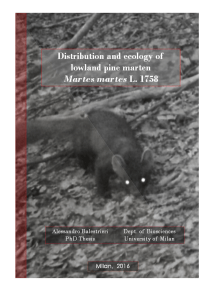 DISTRIBUTION AND ECOLOGY OF LOWLAND PINE MARTEN