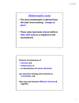 Metamorphic rocks