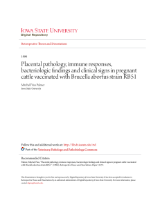 Placental pathology, immune responses, bacteriologic findings and