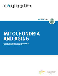 mitochondria and aging - American Federation for Aging Research