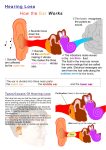 How the Ear Works - Van Asch Deaf Education Centre