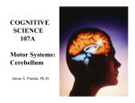 Cerebellum - UCSD Cognitive Science