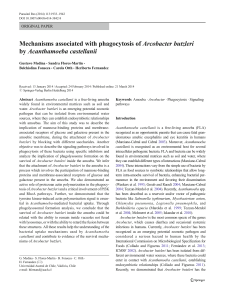 Mechanisms associated with phagocytosis of