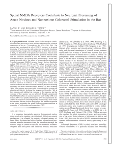 Spinal NMDA Receptors Contribute to Neuronal Processing of Acute