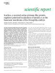 Scarface, a secreted serine proteaselike protein, regulates polarized