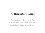 The Respiratory System