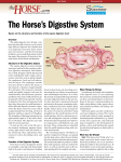 The Horse`s Digestive System