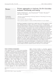 Protein aggregation in bacteria: the thin boundary